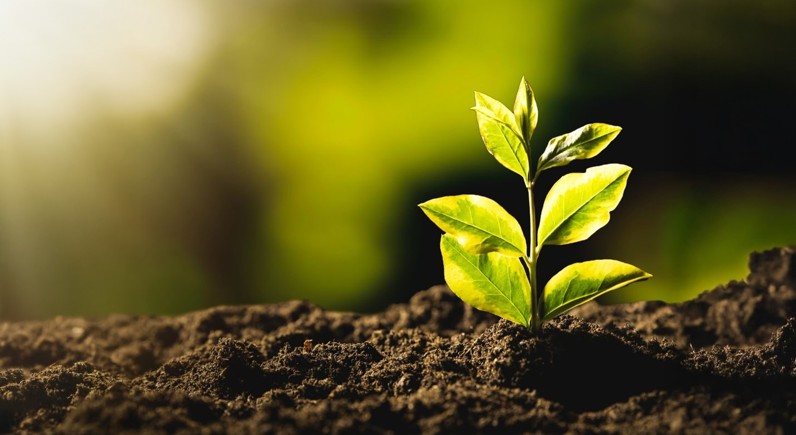 paisagismo em 2025 plantas nativas