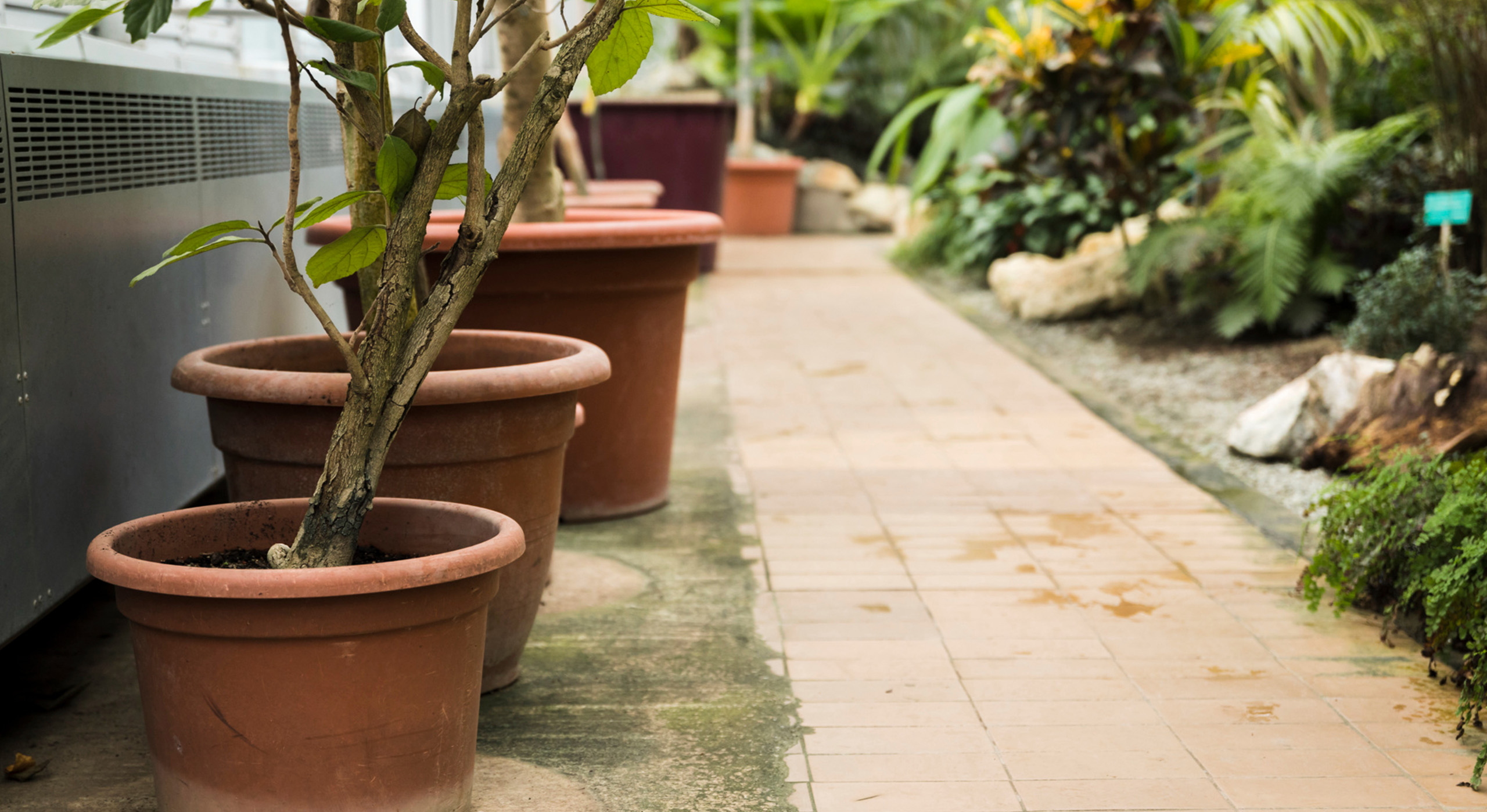 guia pratico toke verde