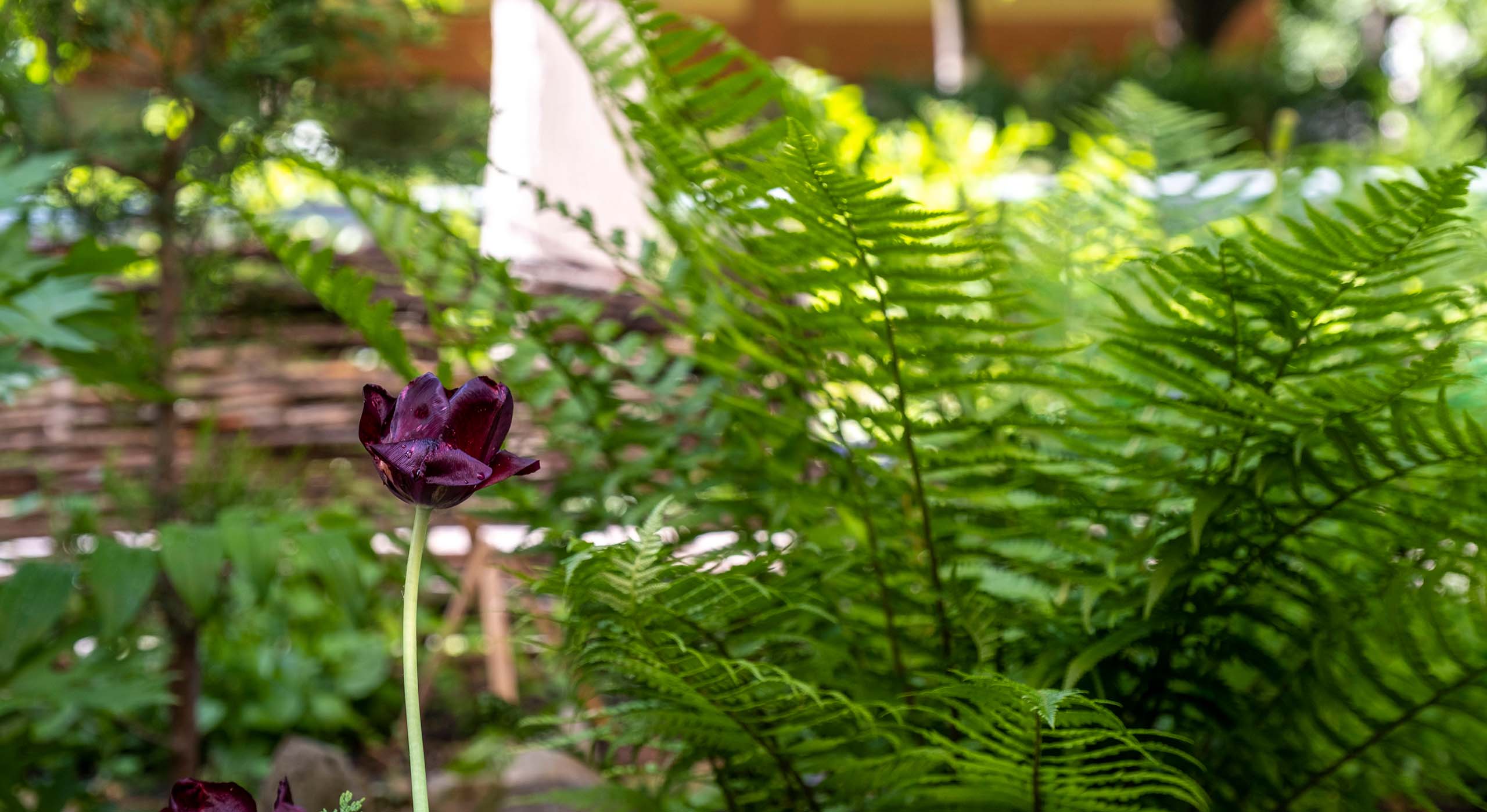 Plantas para preencher seu jardim vertical