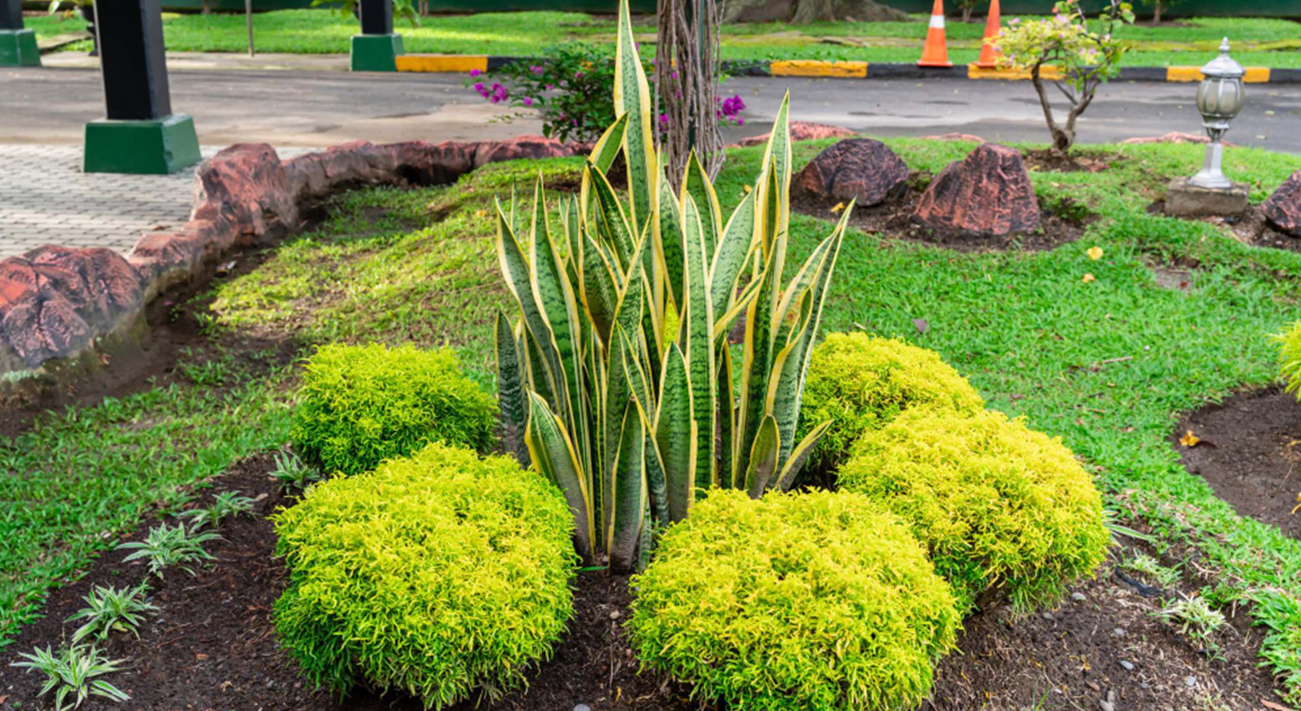 plantas ideais clima são paulo