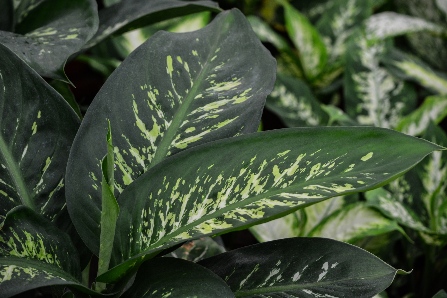 paisagismo de são paulo toke verde